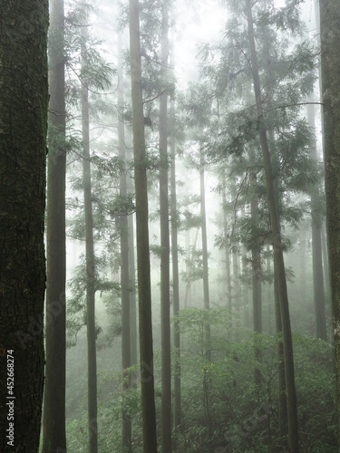 霧に包まれた森の木