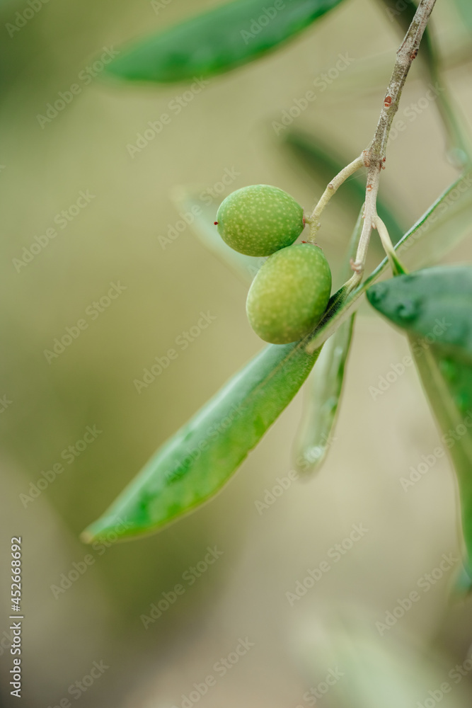 close up of olive branches