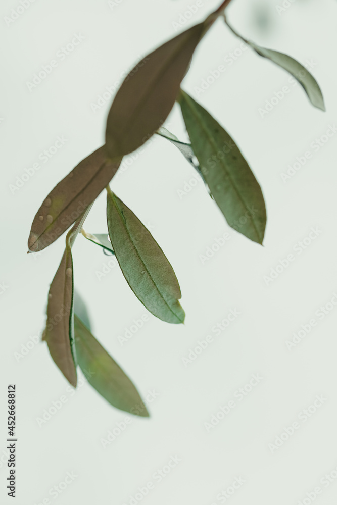 Obraz premium close up of olive branches