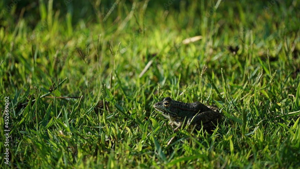 nature - green - tree - leafs - grass nature - green - tree - leafs - grass