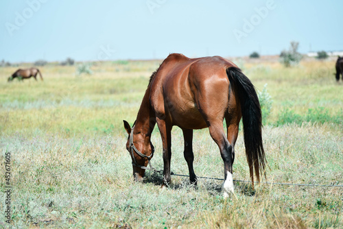 Red horse grazing in summer field  