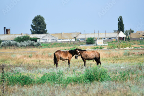 Two horses embracing   mother and child in field.