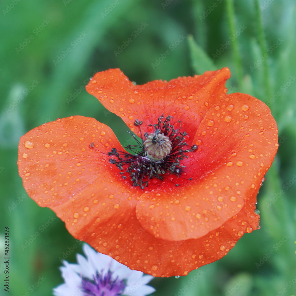 Red poppy flower on the garden bed Red poppy flower on the garden bed