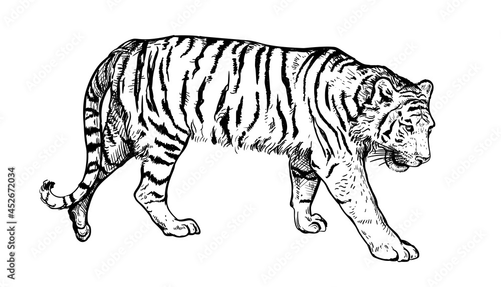 Naklejka premium Hand drawn black and white sketch of Tiger. Wild animal. Tiger is a symbol of the 2022 Chinese New Year. Holiday vector illustration of Zodiac Sign of tiger for greeting card, flyer, banner, calendar