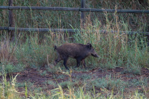 Jabalí (sus scrofa) trotando al lado de una valla de manera photo