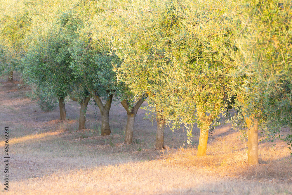 Naklejka premium Campo de olivos al atardecer