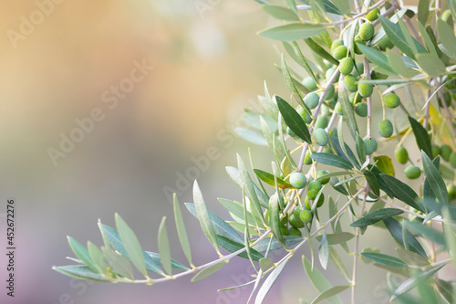 Aceitunas en las ramas de un olivo. Dieta Mediterránea