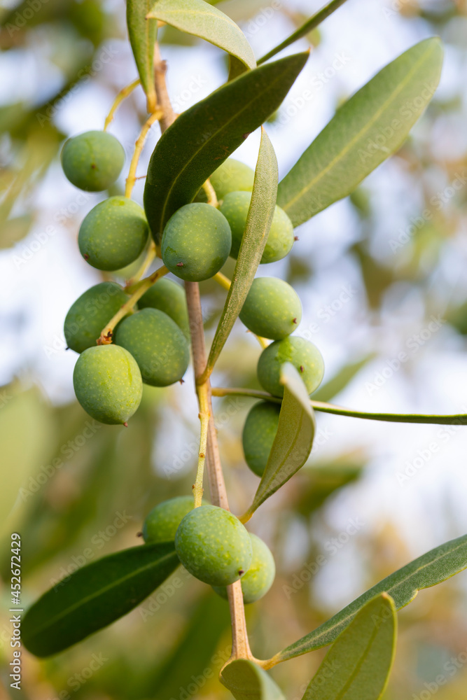 Aceitunas en las ramas de un olivo. Dieta Mediterránea Aceitunas en las ramas de un olivo. Dieta Mediterránea