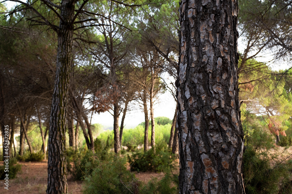 Forest woods trees landscape with trunk in foreground and pines in background - morning beautiful light - no deforestation concept Forest woods trees landscape with trunk in foreground and pines in background - morning beautiful light - no deforestation concept