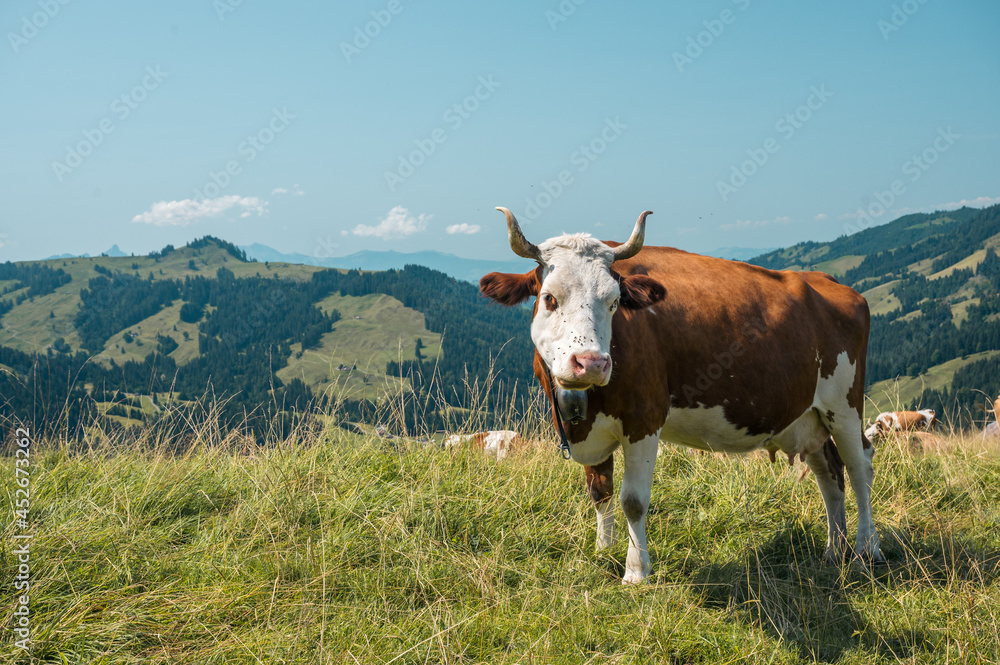 swiss cow in alpine meadow near Innereriz, Emmental