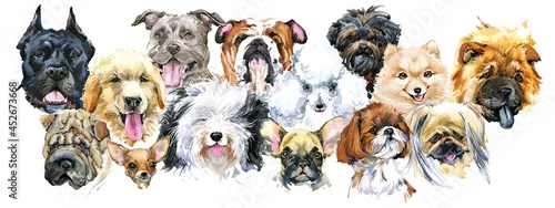Fototapeta samoprzylepna Dogs Collection. watercolor illustration of a different dog breeds Isolated on white.