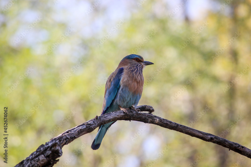 An Indian Roller bird aka Coracias benghalensis perched on a branch in the Pench National Park in Madhya Pradesh, India. An Indian Roller bird aka Coracias benghalensis perched on a branch in the Pench National Park in Madhya Pradesh, India.