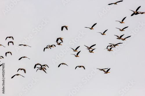 A large flock of bar headed geese flying in the sky in the Kanha National Park in Madhya Pradesh, India. © Balaji