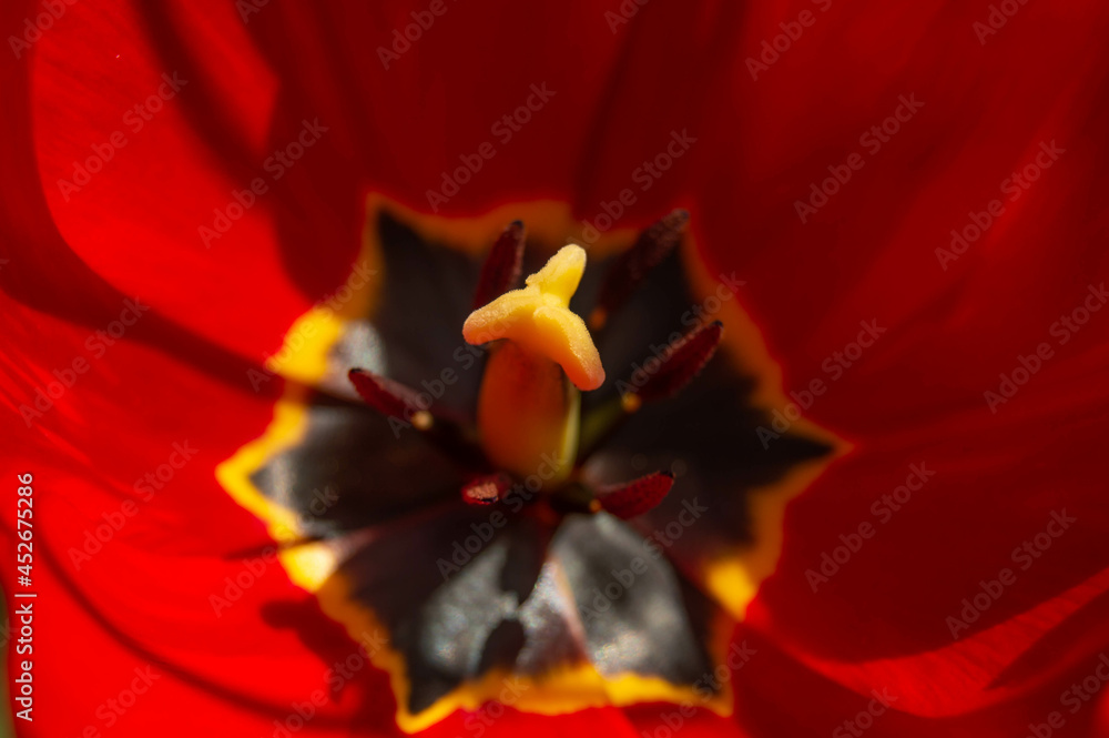 Yellow middle of a red blooming tulip. Nature, flowering, spring Yellow middle of a red blooming tulip. Nature, flowering, spring