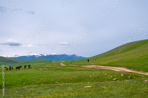 Beautiful horses grazing on green mountains, great design for any purposes. Agriculture farming. Beautiful summer season. Countryside nature. Assy plateau, Kazakhstan.