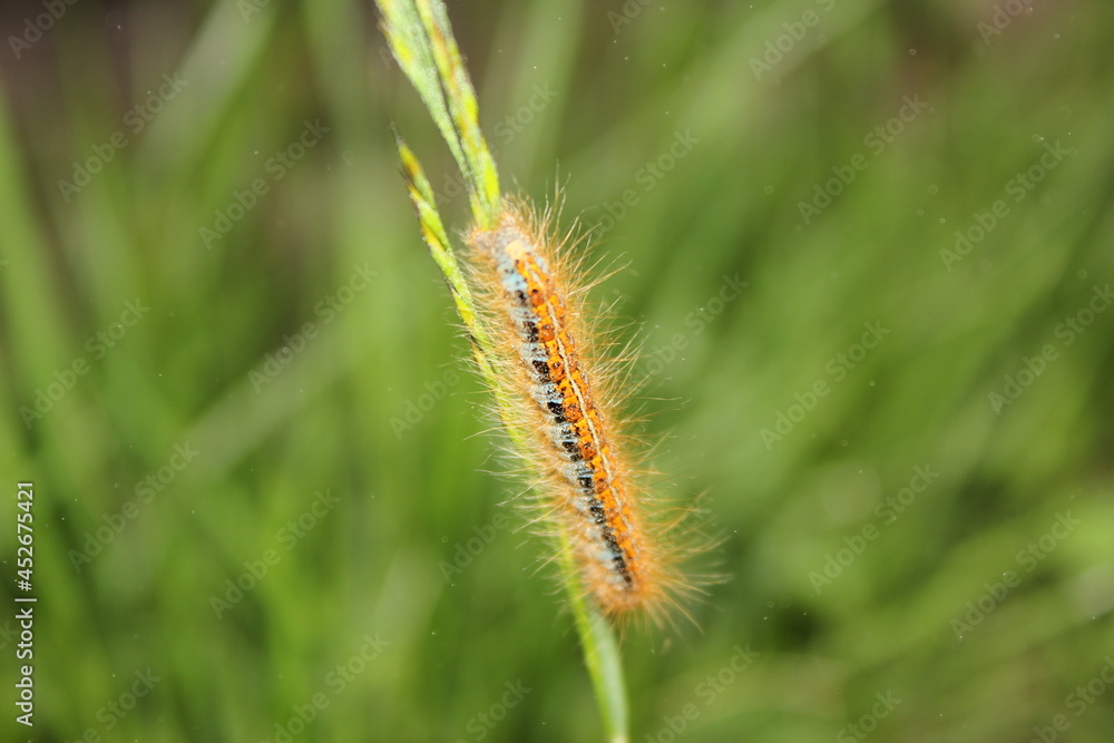 caterpillar on the grass