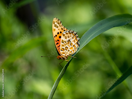 Colorful Tropical Fritillary butterfly on a grass blade in the meadow photo