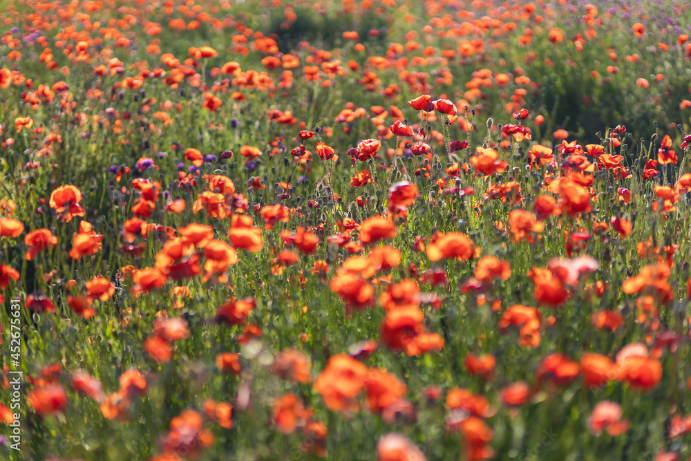 A blooming poppy field. Floral background