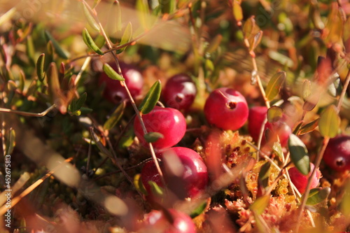 red cherries in the forest