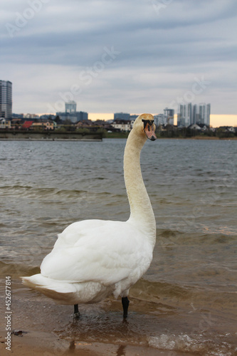 The white swan looks directly into the camera lens and stands on the shore of the city beach by the lake