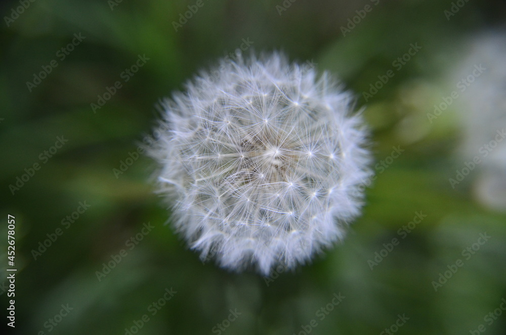 Fototapeta premium dandelion head