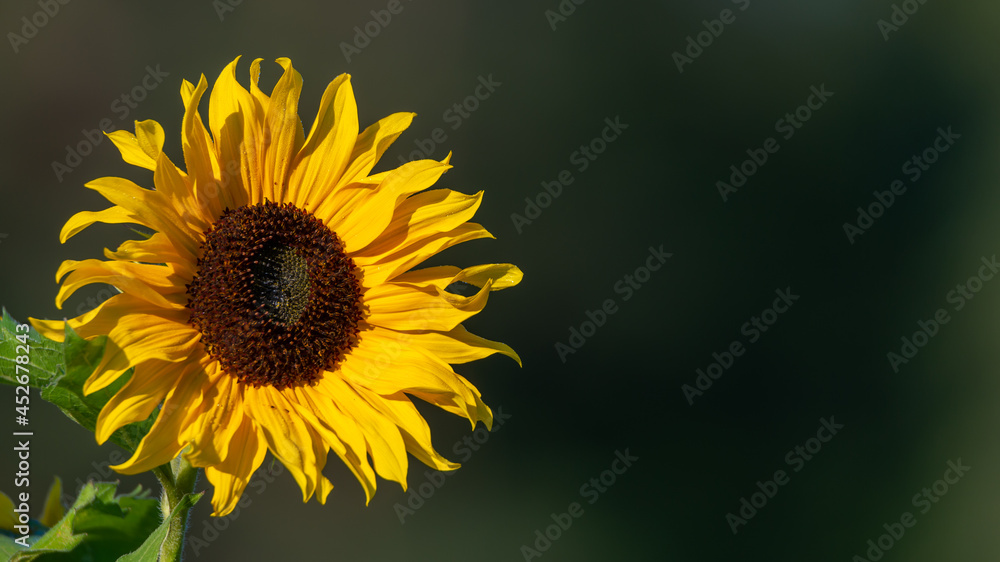 Fototapeta premium Yellow sunflower in summertime. Close up portrait, flower photography taken in Sweden. Dark green background with copy space and place for text.