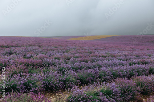 Lavender field in cloudy weather. Floral purple background