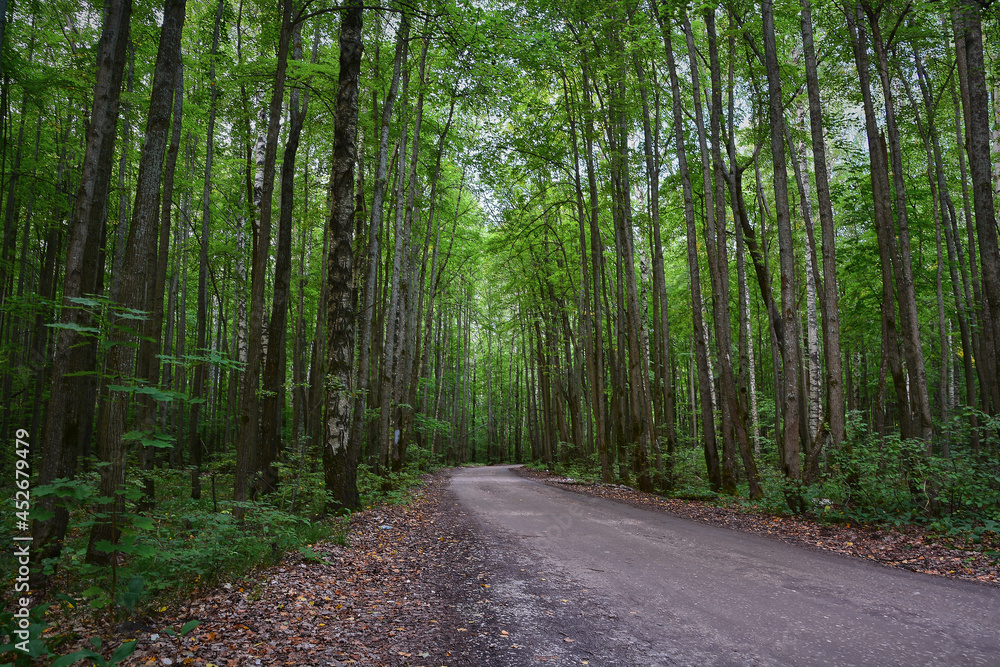 Fototapeta premium road in the woods
