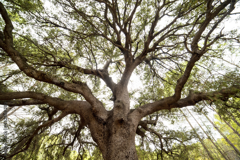 Big branches in the sky of huge oak tree Big branches in the sky of huge oak tree