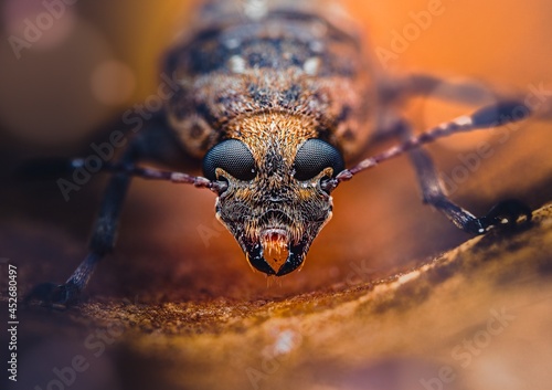 Closeup of a Phloeobius beetle