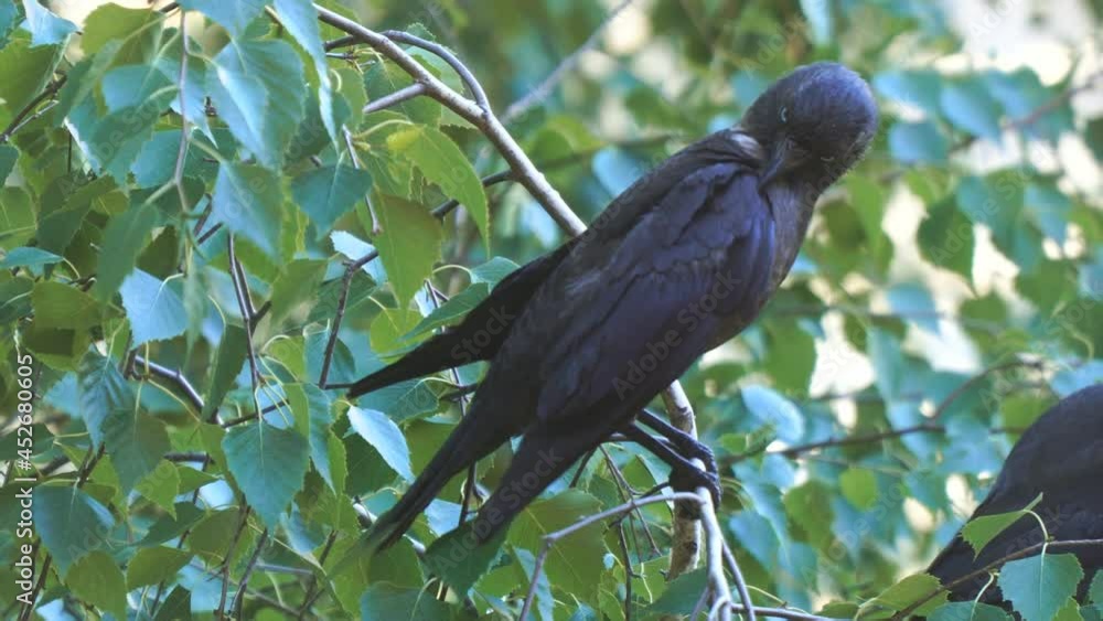 A black jackdaw bird sits on a branch among green leaves and cleans its feathers A black jackdaw bird sits on a branch among green leaves and cleans its feathers
