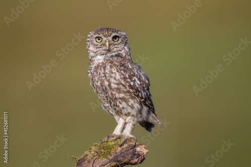 Little Owl (Athene noctua) nocturnal bird perched on log with bright background and looking at camera