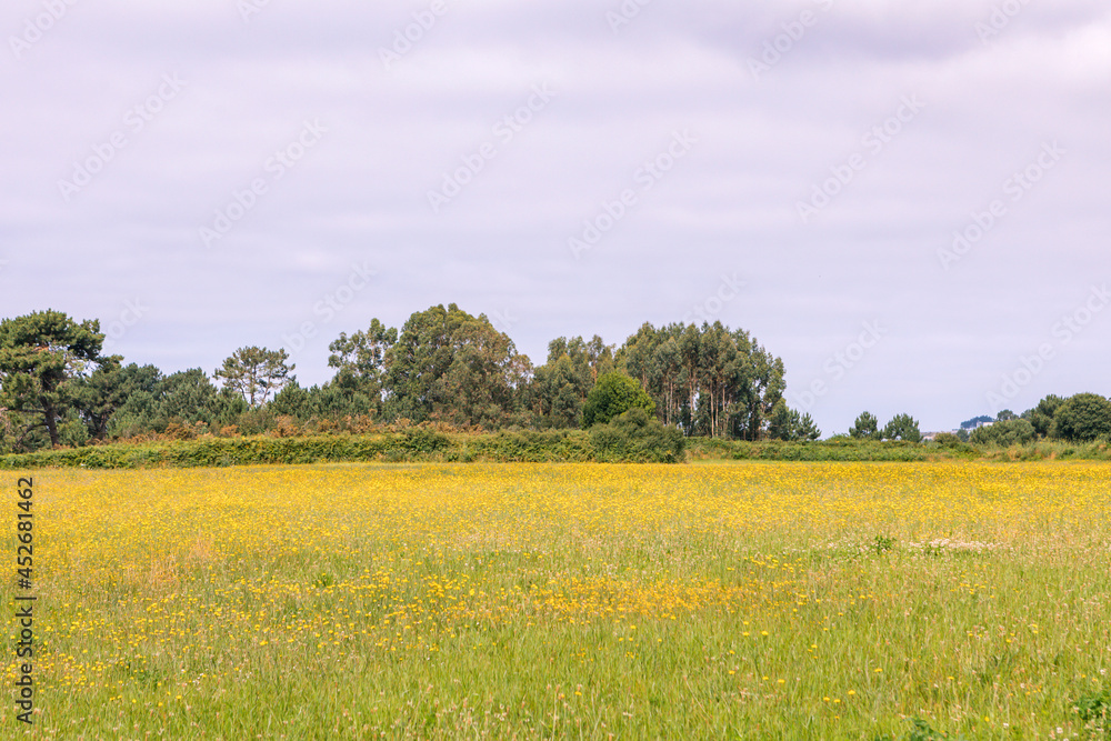 Beautiful meadow field with yellow flowers