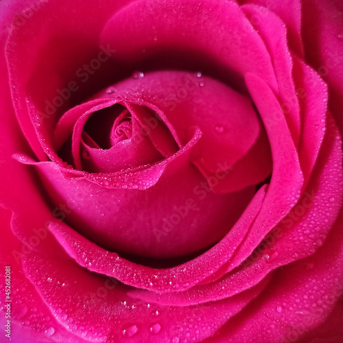 Beautiful pink rose with water drops close up. Pink background