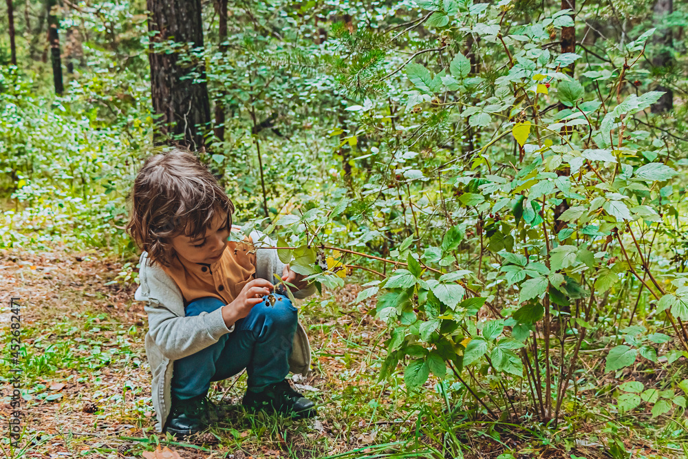 little boy collects ripe raspberries in the forest. soft focus little boy collects ripe raspberries in the forest. soft focus