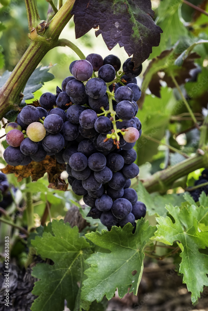 Fresh grapes in a vineyard