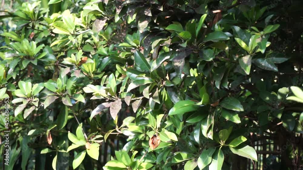 Sapodilla leaves (Manilkara zapota, sapota, chikoo, naseberry, sawo, nispero) in the nature background. The name Sapodilla leaves (Manilkara zapota, sapota, chikoo, naseberry, sawo, nispero) in the nature background. The name