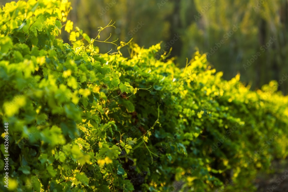 Obraz premium Vineyard