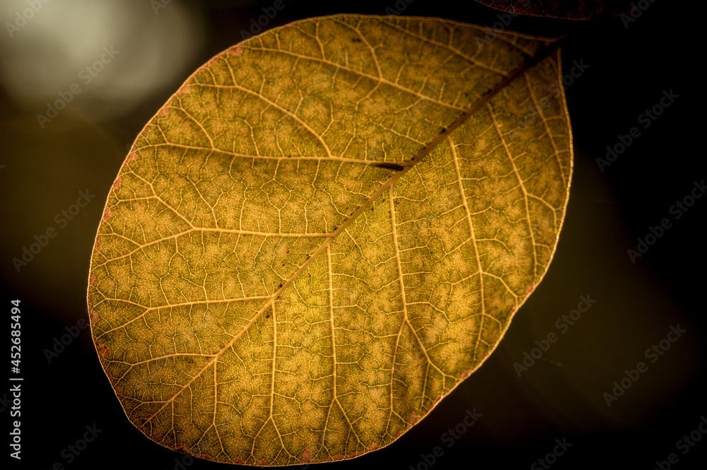 Naklejka premium jesienny las i jesienne żółte liście