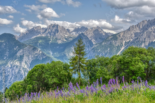 Lupine, Lupinenbohne, Wolfsbohne, Feigbohne, Lupinen, violett, Blume, Sternalm, Hochstein, Östtirol, Lienz, Blüte, Blüten, Blütenmeer, Schmetterlingsblütler, Hülsenfrüchtler, Wiese, Blumenwiese, Alm,  photo