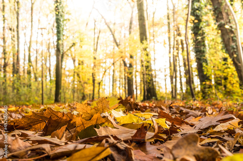 Fototapeta Naklejka Na Ścianę i Meble -  jesienny las i jesienne żółte liście