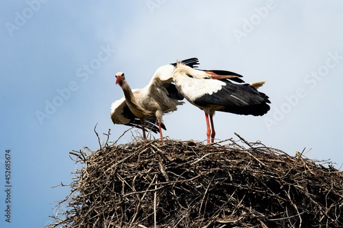 Ein Storch während der Balz - Das Klappern des Storches - Das Nachhintenlegen des Kopfes und das klappern mit dem Schnabel ist ein Balzritual