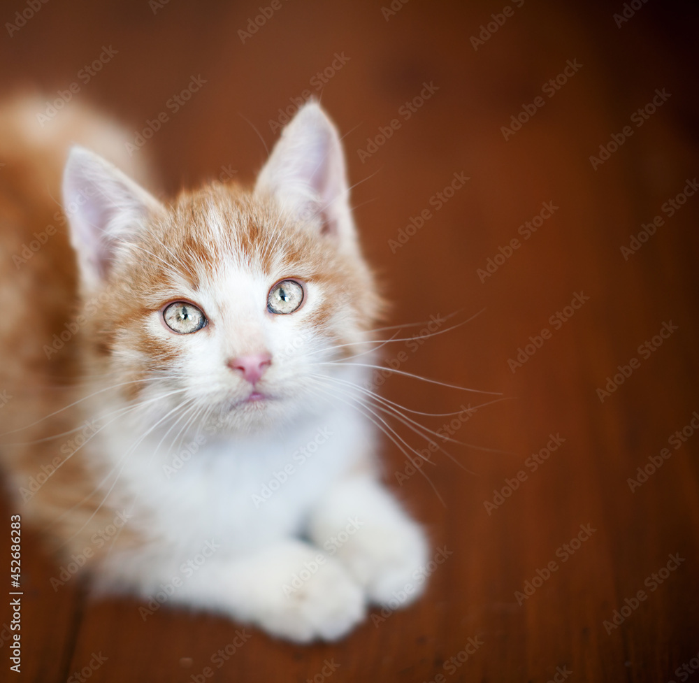 Red kitten on a wooden floor
