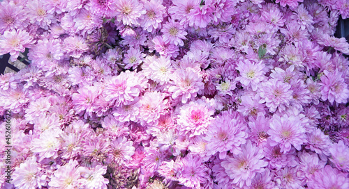 Chrysanthemums flowers are blooming in  garden