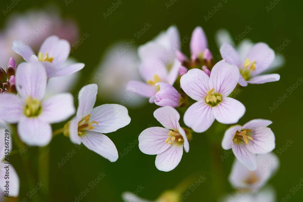Blüten des Wiesen-Schaumkraut (Cardamine pratensis) Blüten des Wiesen-Schaumkraut (Cardamine pratensis)