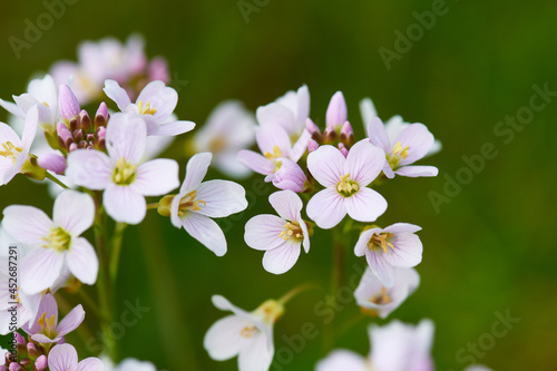 Blüten des Wiesen-Schaumkraut (Cardamine pratensis) 