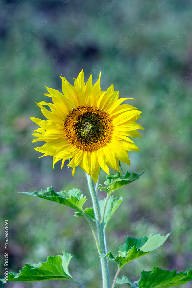 Fototapeta premium Beautiful Lush Green Nature