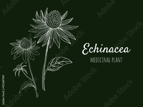 Echinacea vector drawing. Isolated flower and leaves. Herbal engraved style illustration. Detailed botanical sketch for tea  organic cosmetics  medicine  aromatherapy