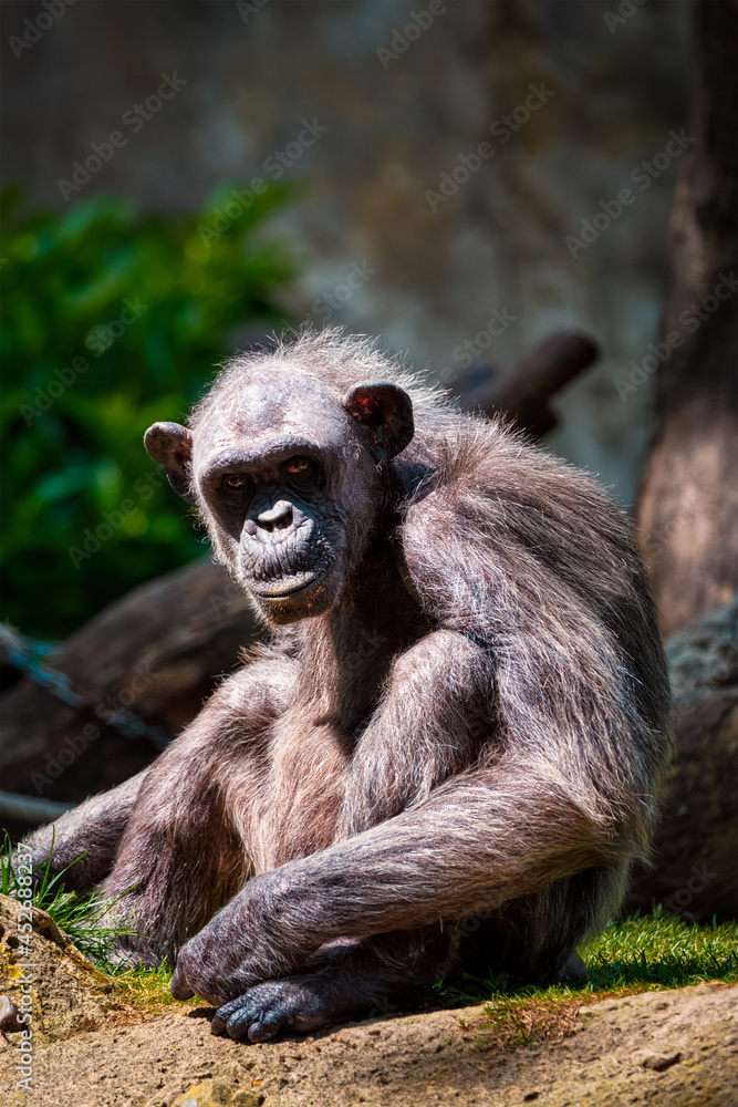 Portrait of a chimpanzee