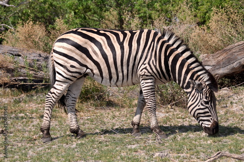 Zebra grazing in natural habitat, Chobe national park in Botswana